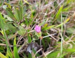 Rhexia nuttallii