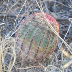 Echinocereus pectinatus pectinatus