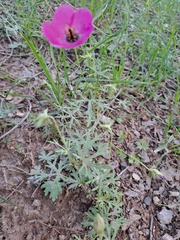 Modiolastrum gilliesii