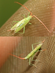 Trigonotylus