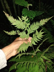 Macrothelypteris torresiana