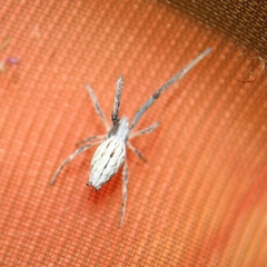 Uloborus walckenaerius