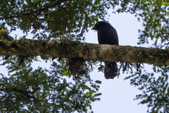 Nigrita canicapillus