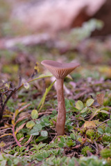 Pseudoclitocybe cyathiformis