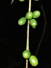 Coffea arabica