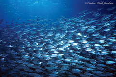 Selar crumenophthalmus