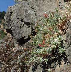 Epilobium septentrionale