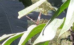Siproeta epaphus trayja