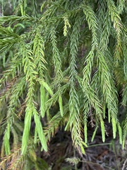 Cryptomeria japonica