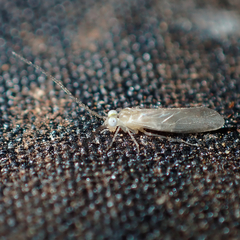 Paracaecilius zelandicus
