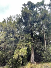 Cryptomeria japonica
