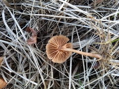 Tubaria furfuracea