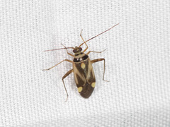 Adelphocoris fasciaticollis