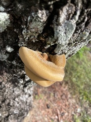 Inonotus hispidus