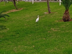 Bubulcus ibis