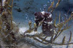 Hippocampus reidi