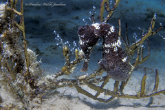 Hippocampus reidi