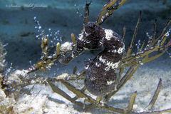 Hippocampus reidi