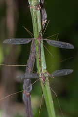 Tipulidae