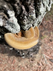 Inonotus hispidus