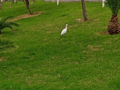 Bubulcus ibis