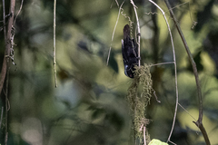 Nigrita canicapillus