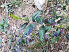 Diplocarpon