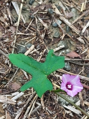 Ipomoea × leucantha
