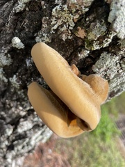 Inonotus hispidus