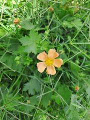 Modiolastrum malvifolium