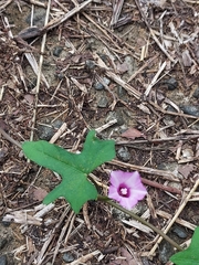 Ipomoea × leucantha