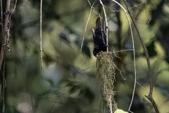 Nigrita canicapillus