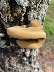 Inonotus hispidus