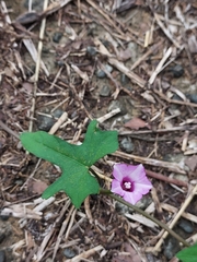 Ipomoea × leucantha