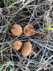 Tubaria furfuracea