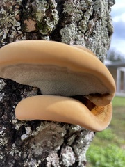 Inonotus hispidus