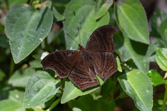 Junonia stygia
