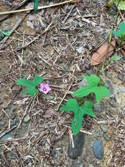 Ipomoea × leucantha