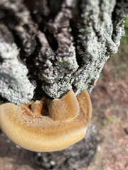 Inonotus hispidus