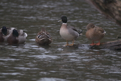 Anas platyrhynchos × acuta