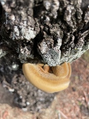 Inonotus hispidus