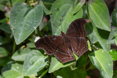 Junonia stygia