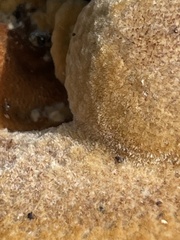 Inonotus hispidus