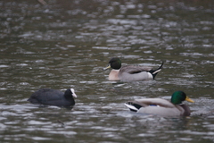 Anas platyrhynchos × acuta