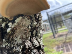 Inonotus hispidus