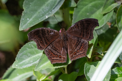 Junonia stygia