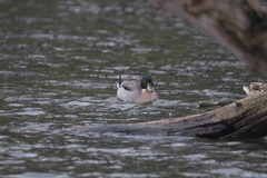 Anas platyrhynchos × acuta