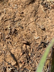 Trimerotropis ochraceipennis