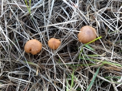 Tubaria furfuracea