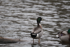 Anas platyrhynchos × acuta